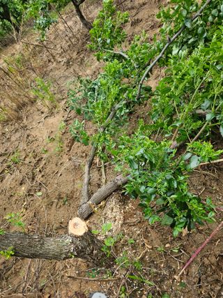 유만종님의 기타작물 · 병해충상담 작성글 사진