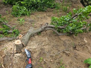 유만종님의 기타작물 · 병해충상담 작성글 사진