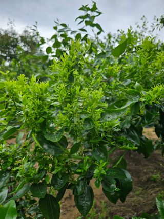 유만종님의 기타작물 · 병해충상담 작성글 사진