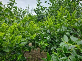 유만종님의 기타작물 · 병해충상담 작성글 사진