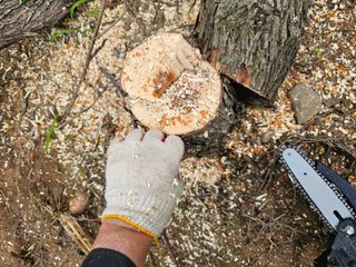 유만종님의 기타작물 · 병해충상담 작성글 사진