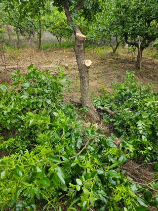 유만종님의 기타작물 · 병해충상담 작성글 사진