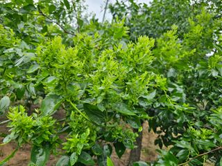 유만종님의 기타작물 · 병해충상담 작성글 사진