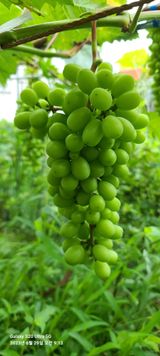 팜모닝 포도·자유게시판 게시글 이미지