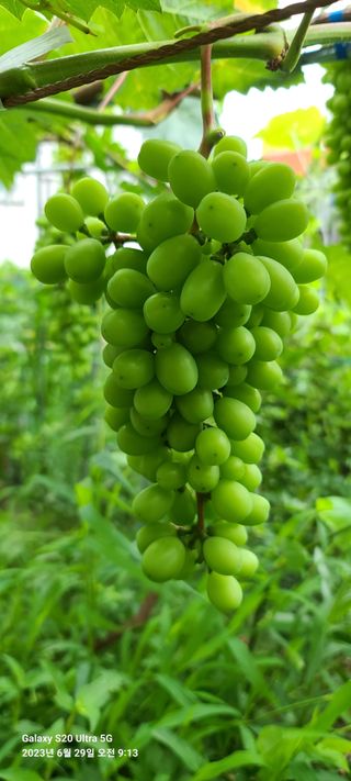 금산허브농원님의 포도 · 자유게시판 작성글 사진