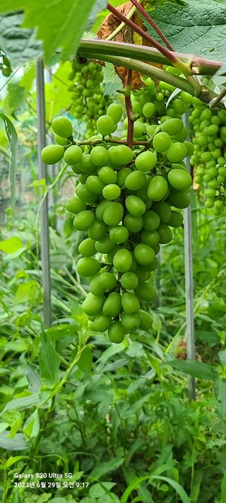 금산허브농원님의 포도 · 자유게시판 작성글 사진