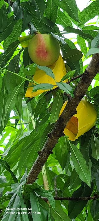 금산허브농원님의 복숭아 · 자유게시판 작성글 사진