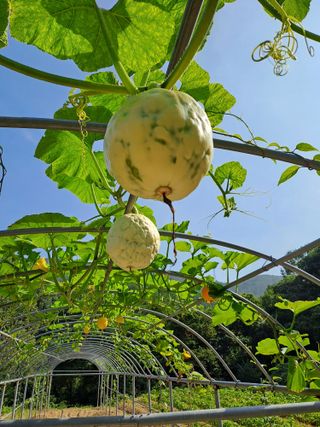 지리산자락님의 자유주제 · 자유게시판 작성글 사진