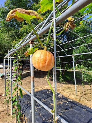 지리산자락님의 자유주제 · 자유게시판 작성글 사진