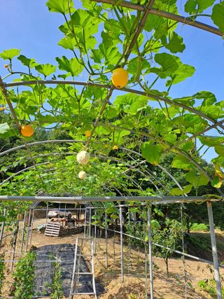 지리산자락님의 자유주제 · 자유게시판 작성글 사진