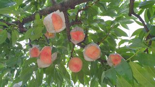 신용돈님의 복숭아 · 자유게시판 작성글 사진