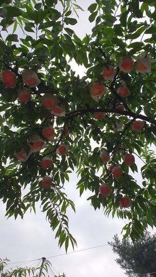 신용돈님의 복숭아 · 자유게시판 작성글 사진