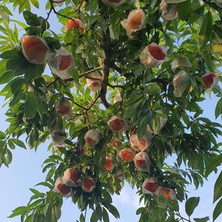 신용돈님의 복숭아 · 자유게시판 작성글 사진