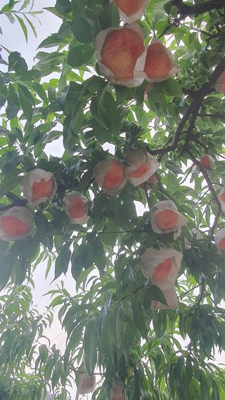 신용돈님의 복숭아 · 자유게시판 작성글 사진