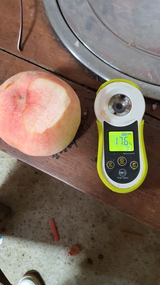 신용돈님의 복숭아 · 자유게시판 작성글 사진