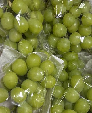 일심묘목농원님의 기타작물 · 자유게시판 작성글 사진