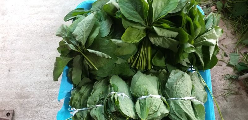 장지영님의 장터 판매 상품 [제철채소 ] 첨부 사진