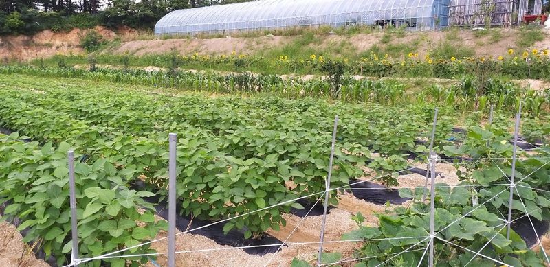 장지영님의 장터 판매 상품 [제철채소 ] 첨부 사진