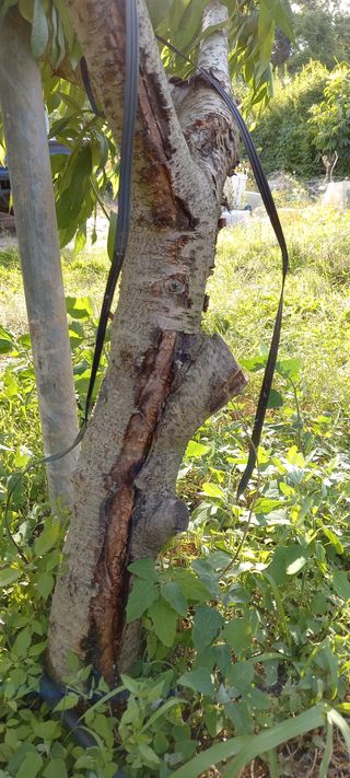 안태조님의 복숭아 · 병해충상담 작성글 사진