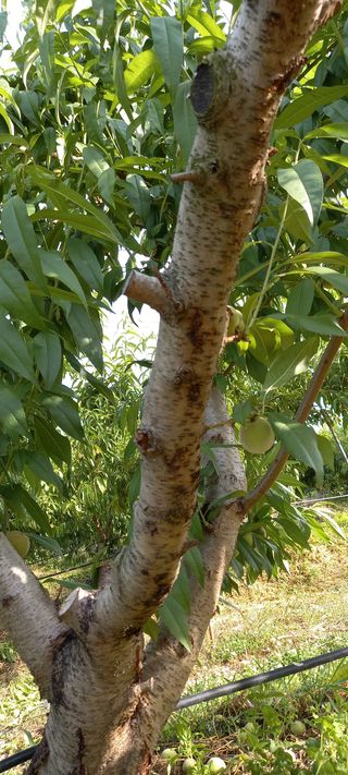 안태조님의 복숭아 · 병해충상담 작성글 사진