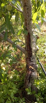 팜모닝 복숭아·병해충상담 게시글 이미지