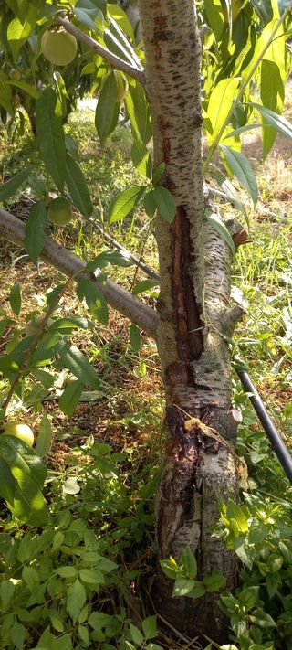 안태조님의 복숭아 · 병해충상담 작성글 사진