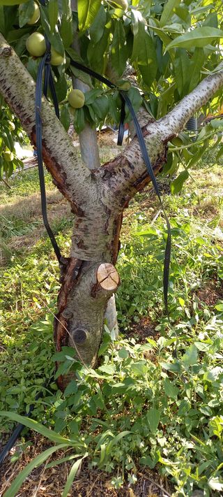 안태조님의 복숭아 · 병해충상담 작성글 사진