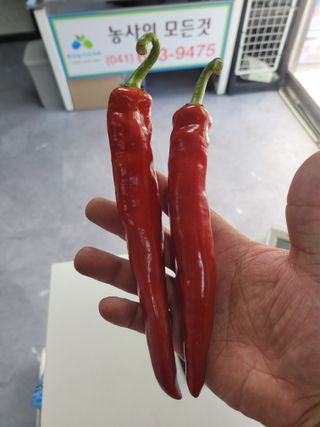 대산농사대장님의 작성글 사진