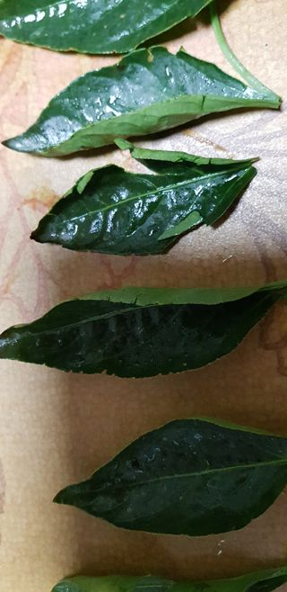 달빗아래고추는큰다님의 고추 · 병해충상담 작성글 사진