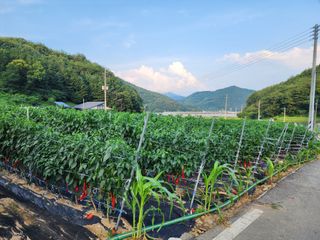 장군이네님의 고추 · 수확 작성글 사진
