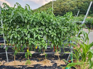 장군이네님의 고추 · 수확 작성글 사진