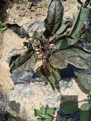 김재경님의 오이 · 병해충상담 작성글 사진