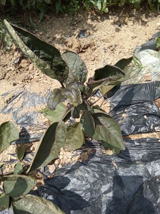 김재경님의 오이 · 병해충상담 작성글 사진