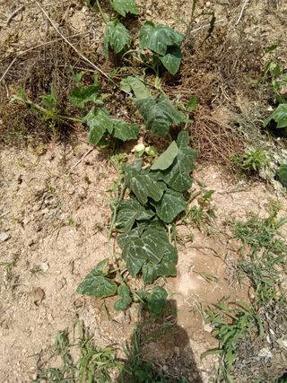 김재경님의 오이 · 병해충상담 작성글 사진