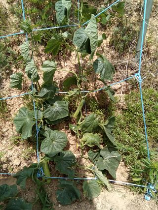 김재경님의 오이 · 병해충상담 작성글 사진