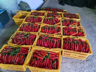 안비님의 고추 · 수확 작성글 사진