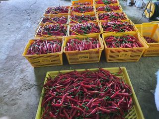 안비님의 고추 · 수확 작성글 사진