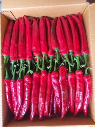 안비님의 고추 · 수확 작성글 사진