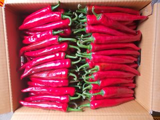 안비님의 고추 · 수확 작성글 사진