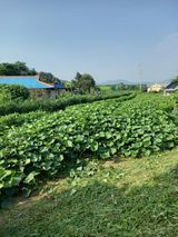 팜모닝 고구마·자유게시판 게시글 이미지