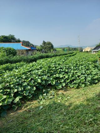 강현숙님의 고구마 · 자유게시판 작성글 사진