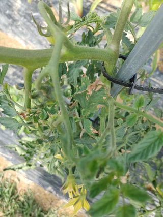 남기호님의 토마토 · 병해충상담 작성글 사진