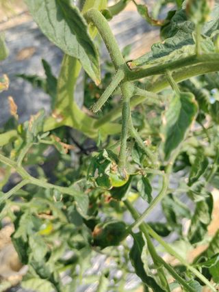 남기호님의 토마토 · 병해충상담 작성글 사진