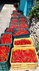 팜모닝 고추·일상 게시글 이미지