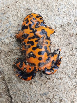 정대연님의 기타작물 · 병해충상담 작성글 사진