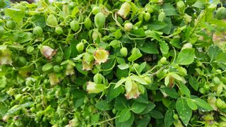 조병대님의 기타작물 · 자유게시판 작성글 사진