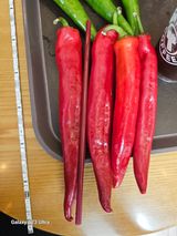 팜모닝 고추·수확 게시글 이미지