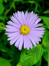 팜모닝 벼·영농일지 게시글 이미지