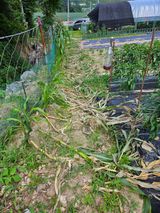 팜모닝 자유주제·자유게시판 게시글 이미지