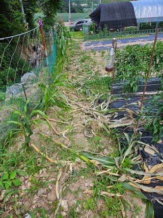 서상진님의 자유주제 · 자유게시판 작성글 사진